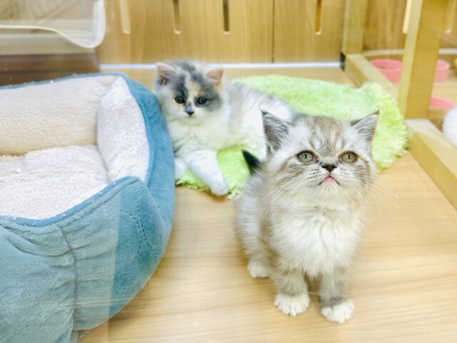 サイベリアン