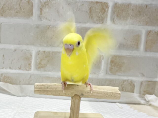 セキセイインコ