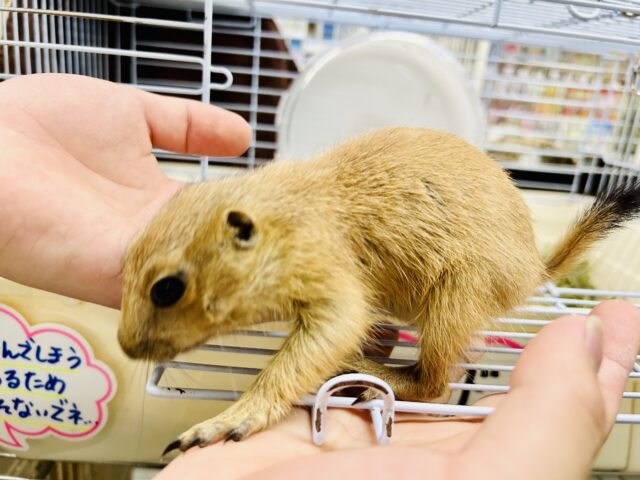 プレーリードッグ