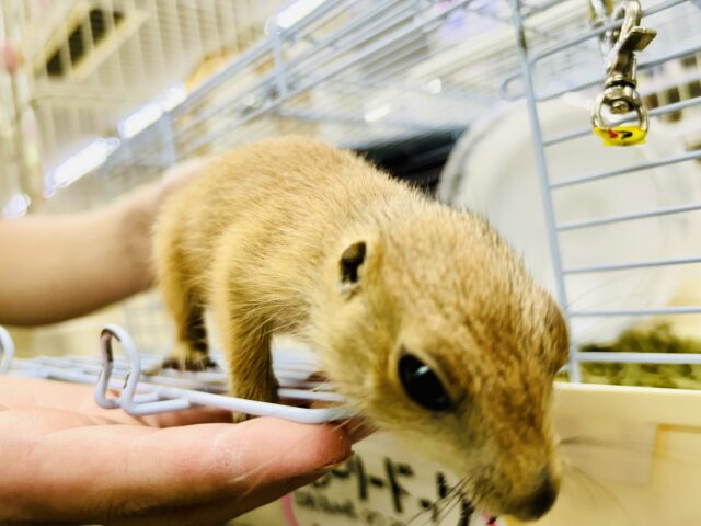 プレーリードッグ