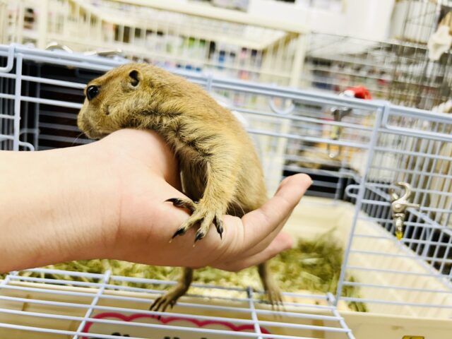 プレーリードッグ