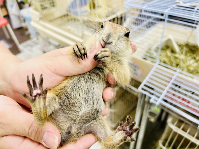 べビ♪べビ♪べ～ビィ♪♪　激アマちゃん参上です！！！　プレリードック