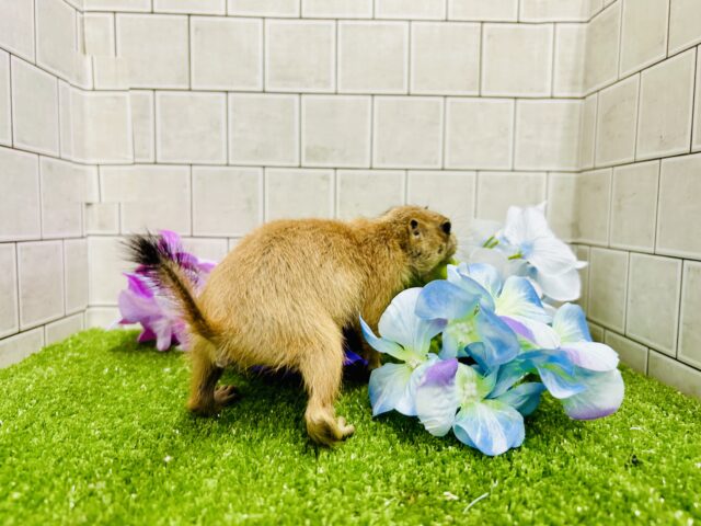 プレーリードッグ