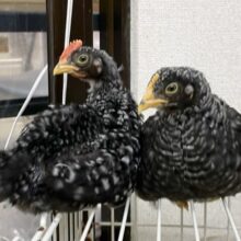 最新画像あり⭐️立派な見た目に成長です🖤ブリモスロック