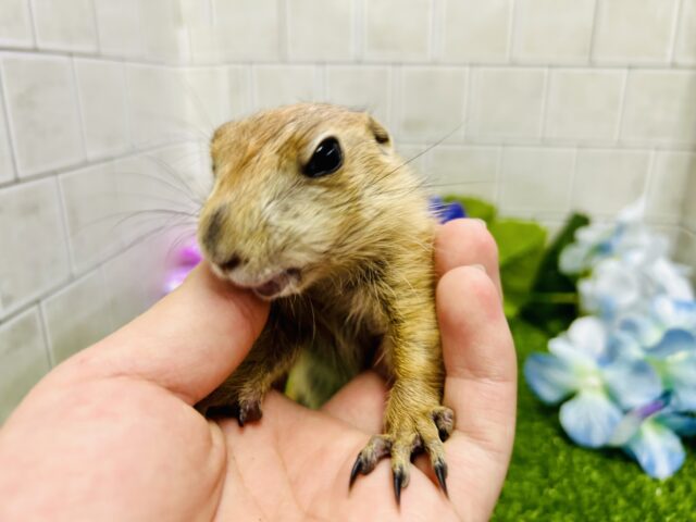プレーリードッグ