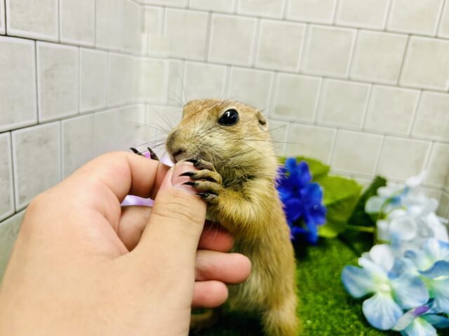 プレーリードッグ