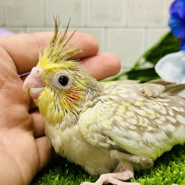 ワンパク！モチモチ成長期～♬ オカメインコ