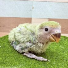 グリーンとレッドが綺麗な人気カラー💖コザクラインコのノーマル❣️