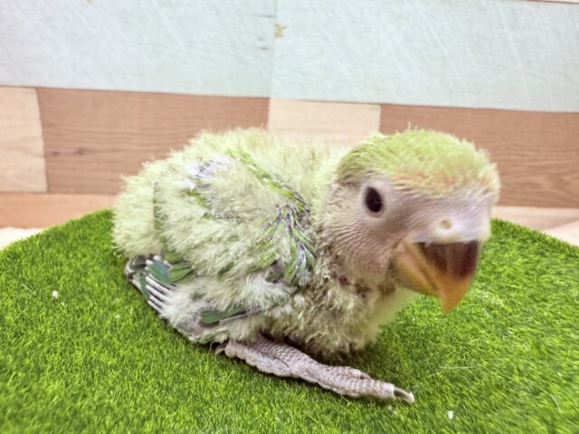 コザクラインコ（小桜インコ）