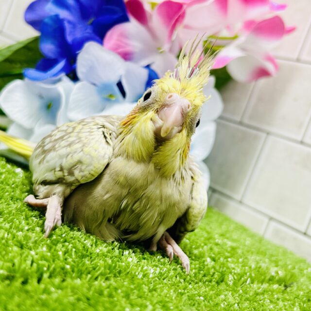オカメインコ