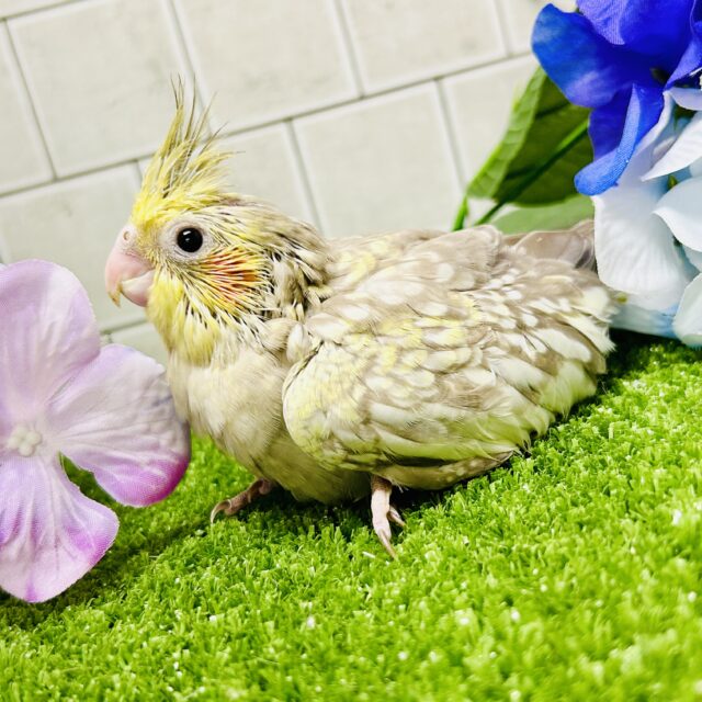 ワンパク！モチモチ成長期～♬ オカメインコ