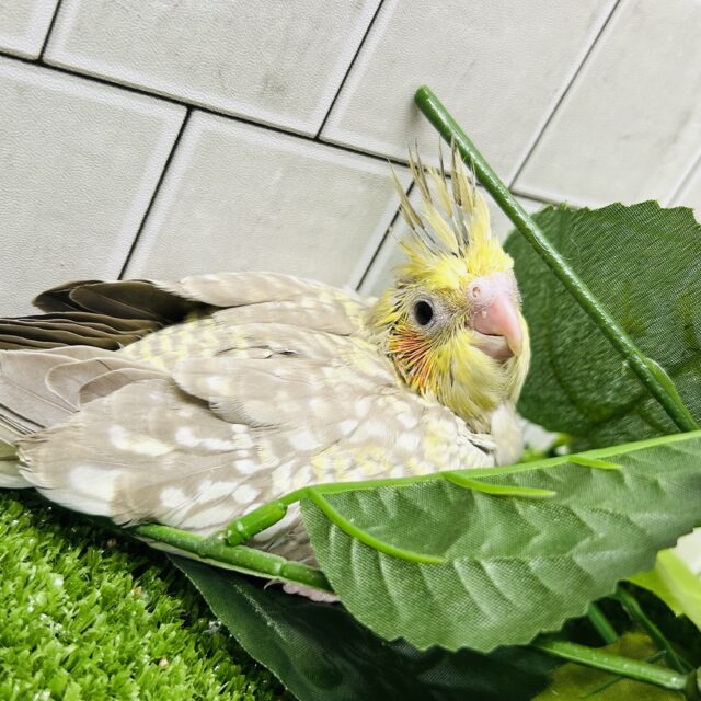 ワンパク！モチモチ成長期～♬ オカメインコ