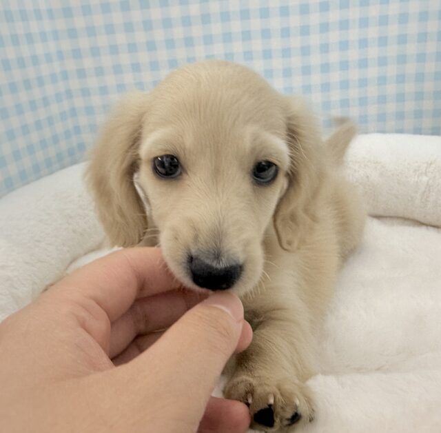 ミニチュアダックス