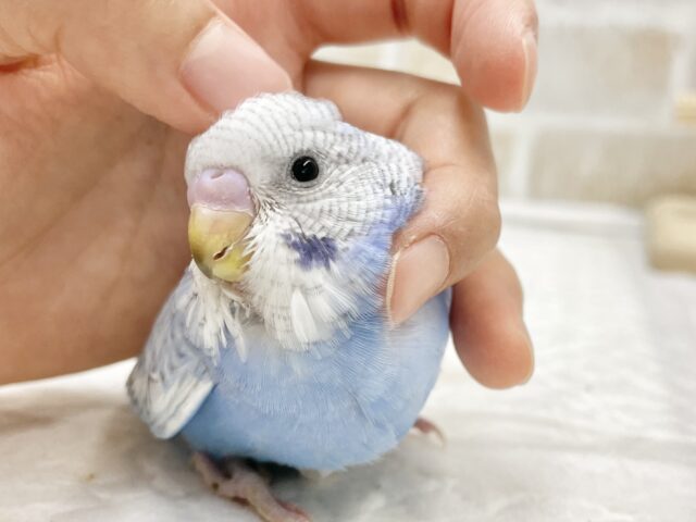 最新画像あり⭐️爽やかブルー🩵セキセイインコ（ブルースパングル）