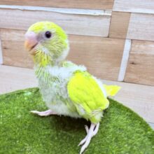 パンパカパーーンっと元気いっぱい🌟セキセイインコのパイド‼️