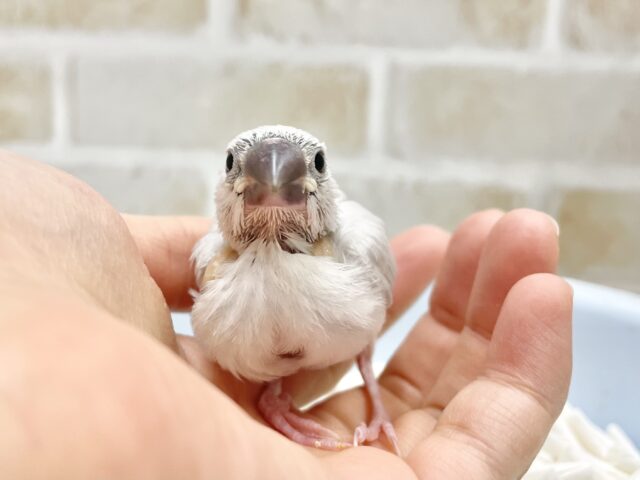 シルバー文鳥