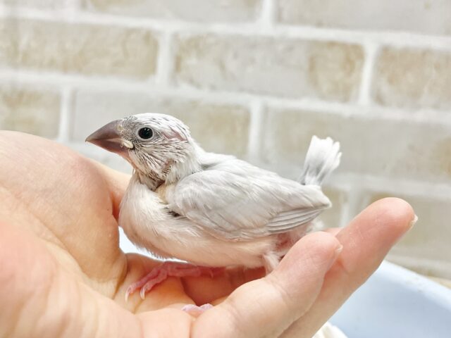シルバー文鳥
