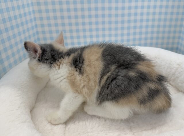 ブリティッシュショートヘア