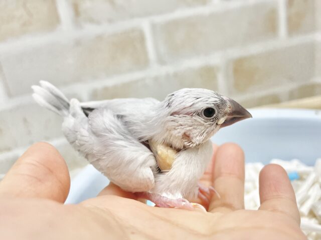 シルバー文鳥