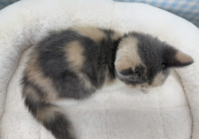 ブリティッシュショートヘア