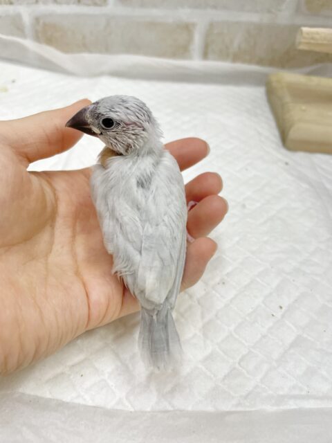 シルバー文鳥