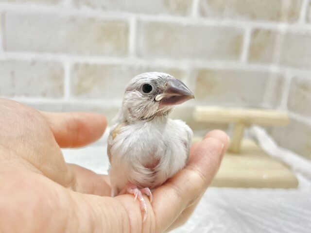 シルバー文鳥