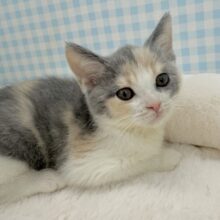お久しぶり！三毛カラーのブリティッシュちゃん！