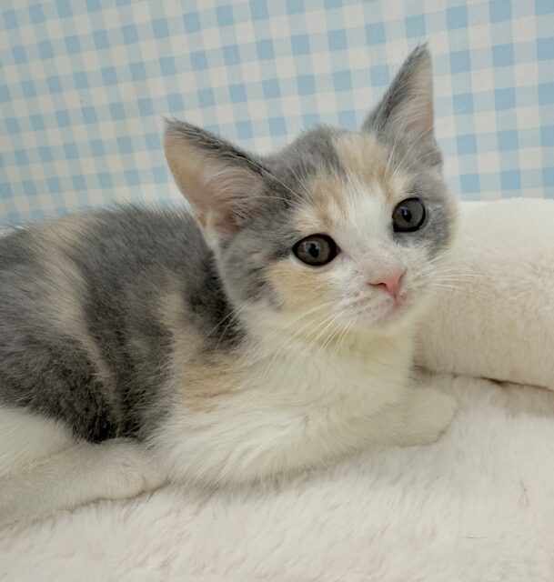 お久しぶり！三毛カラーのブリティッシュちゃん！