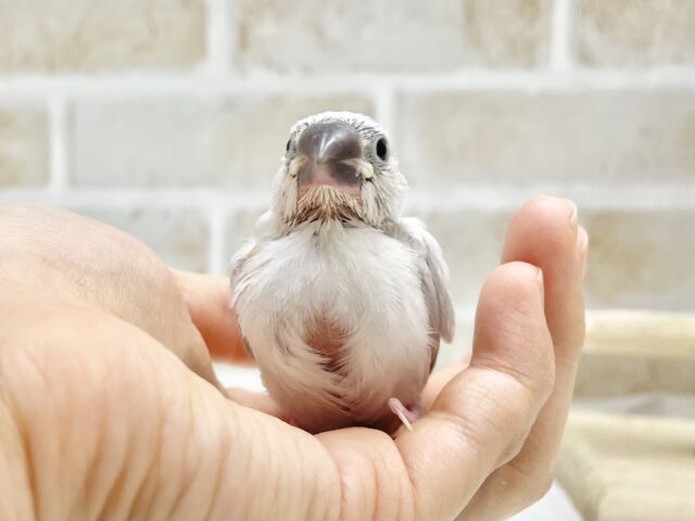 シルバー文鳥