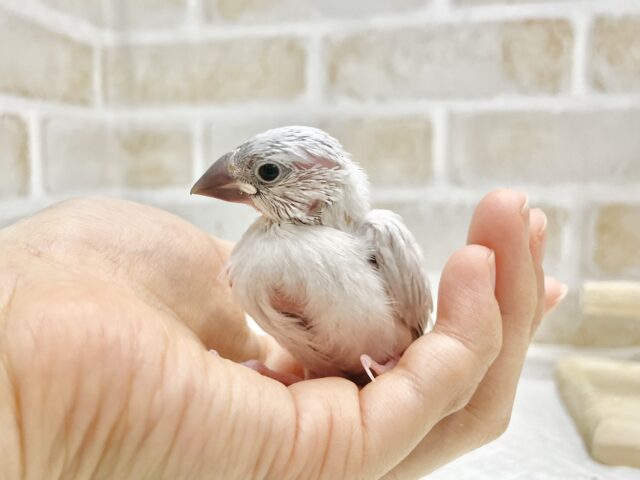 シルバー文鳥