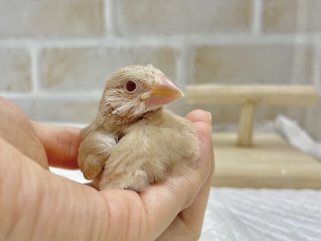 シナモン文鳥
