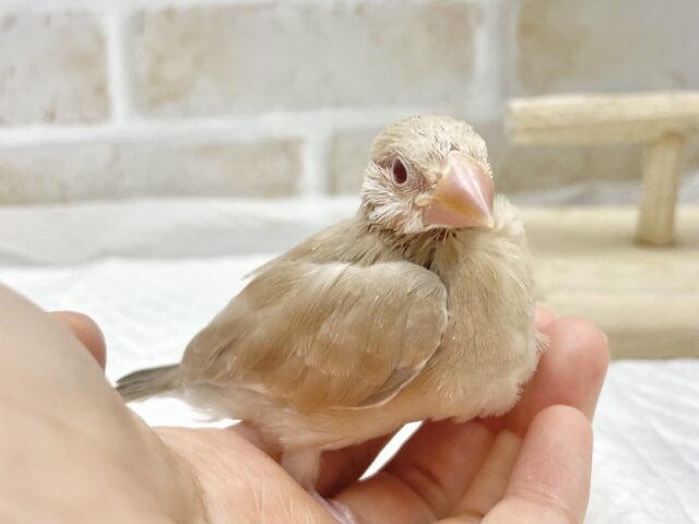 シナモン文鳥