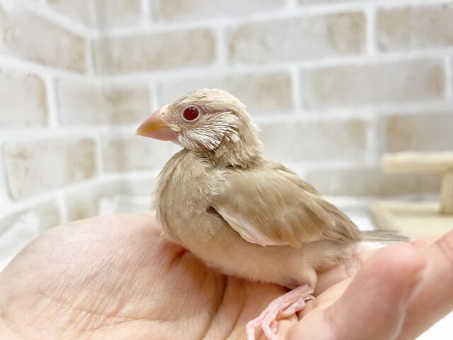 シナモン文鳥