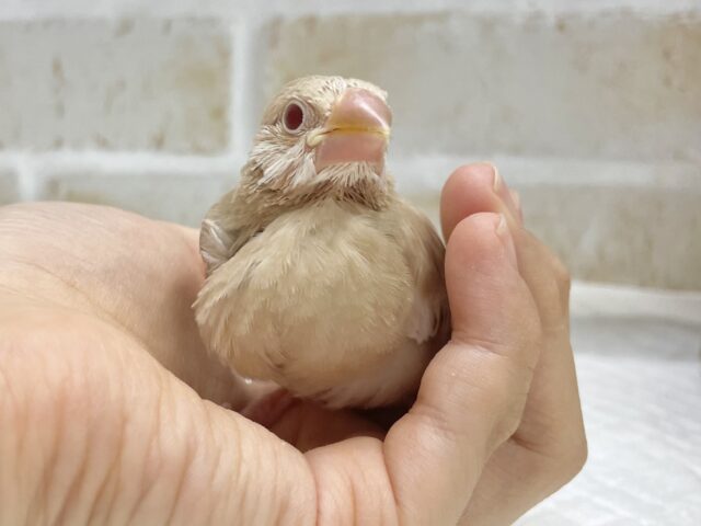シナモン文鳥
