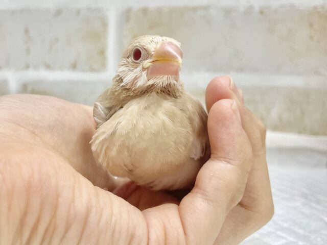 シナモン文鳥