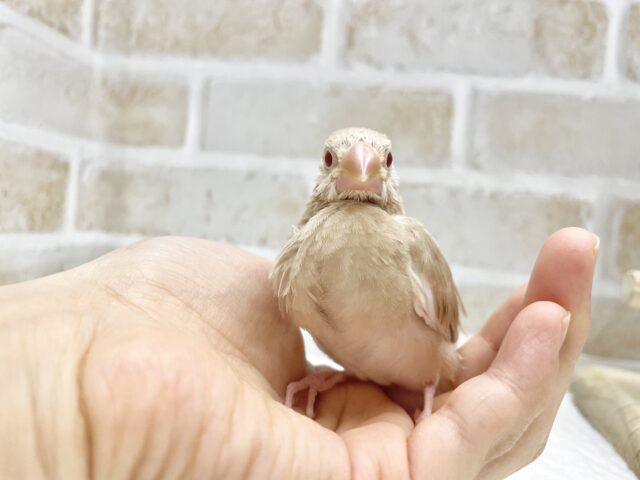 シナモン文鳥