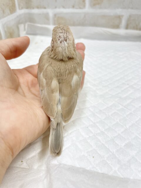 シナモン文鳥