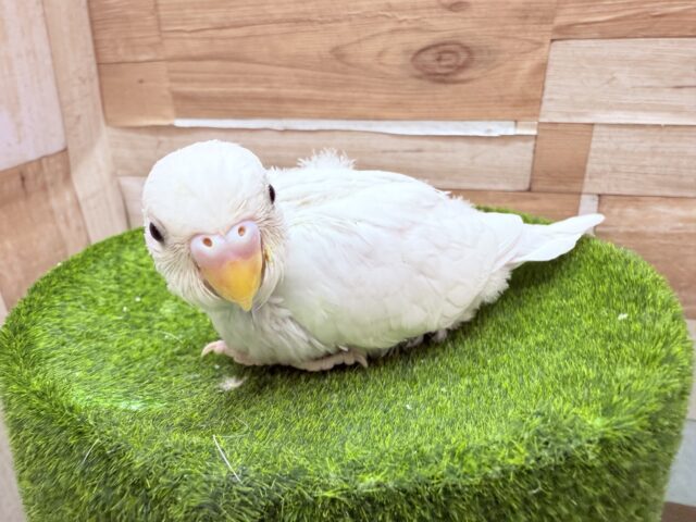 うっすらブルーがチャームポイント⭐️美白なセキセイインコのダブルファクター❣️