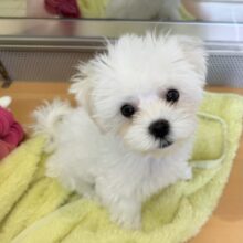 最新画像！愛嬌たっぷり☺️マルチーズくんが来たよ！！！