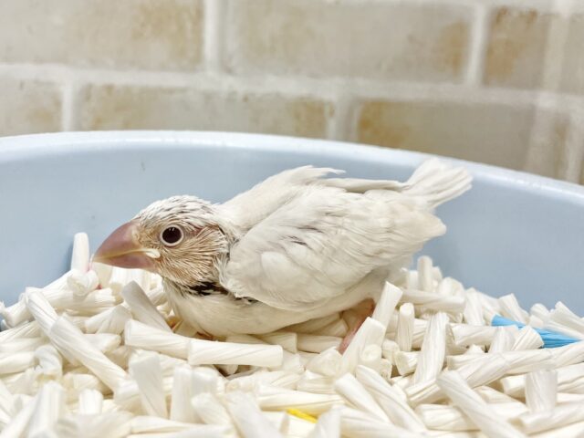 シルバーイノ文鳥