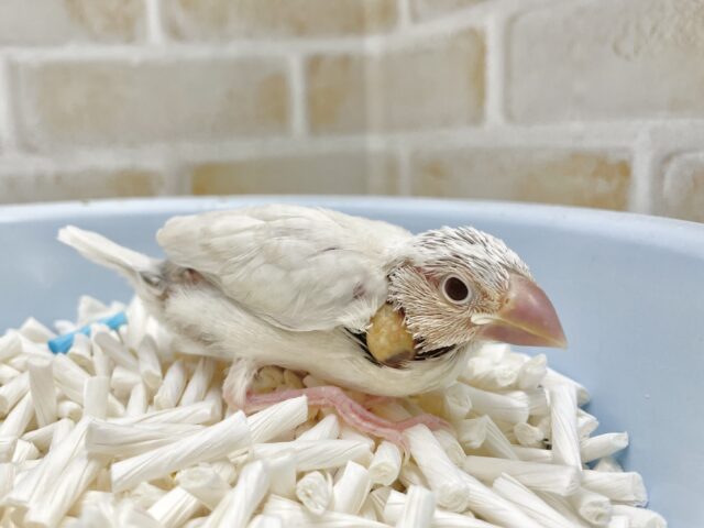 シルバーイノ文鳥
