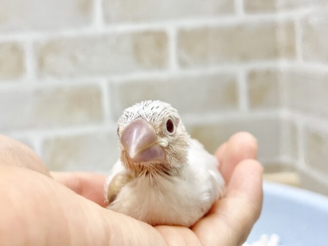 シルバーイノ文鳥