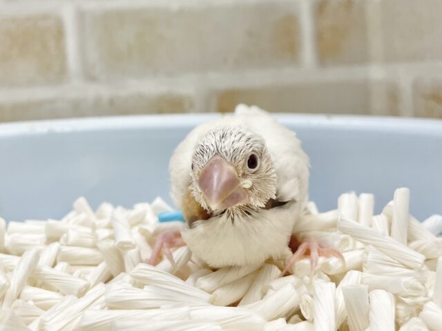 シルバーイノ文鳥