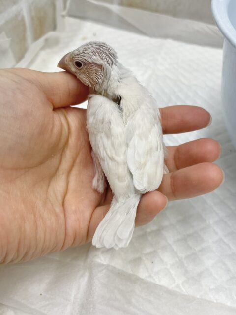 シルバーイノ文鳥