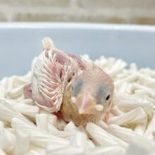 白天使🤍✨白文鳥