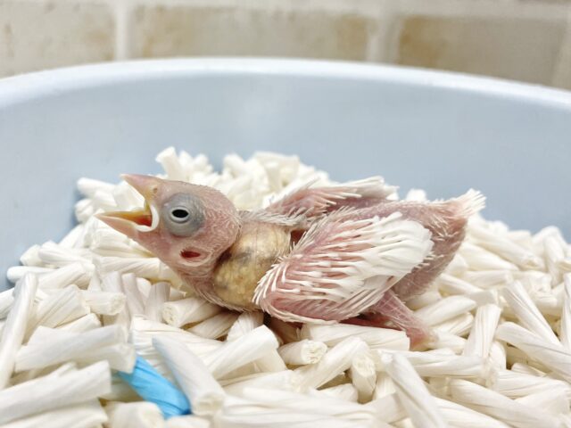 白文鳥