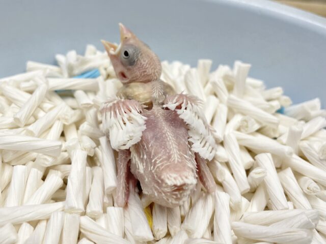 白文鳥