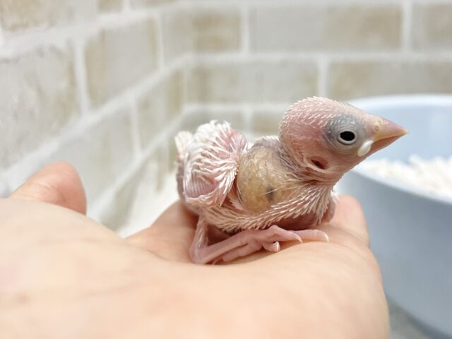 白文鳥
