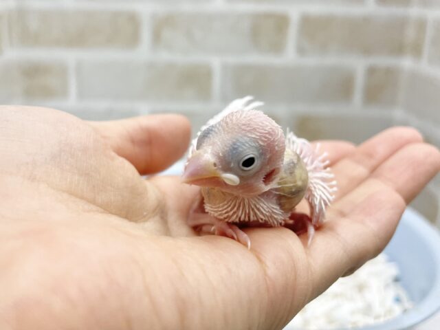 白文鳥