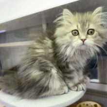 最新画像📷抱っこ嫌いじゃ無いかも…ラガマフィンちゃん